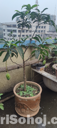 Mango tree baromas